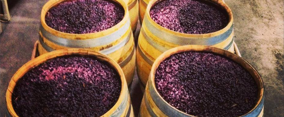 VENDEMMIA 2017